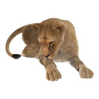 3D digital render of a female lion isolated on white background