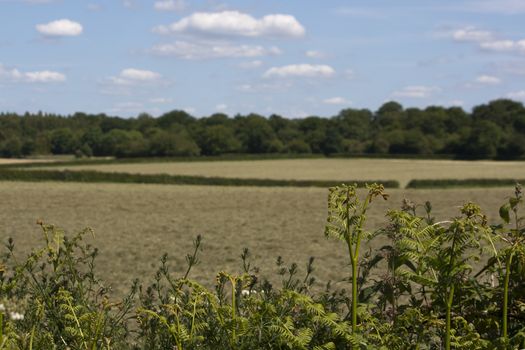 Country side taken from around Holmer Green, Buckinghamshire, England