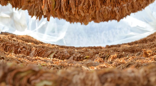 Picture of a Tobacco dry in the sun