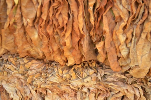 Picture of a Tobacco dry in the sun