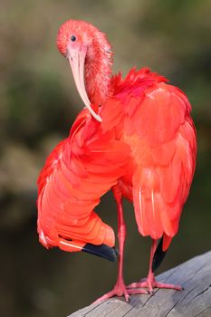 Scarlet Ibis Bird with it's wings outstretched