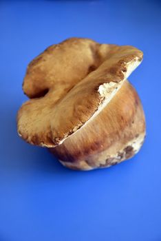 Picture of a fresh Mushroom Boletus over Blue Background