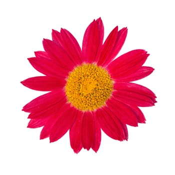 pink daisy isolated on a white background