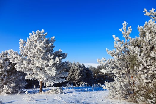 snowy trees on a sunny winter frosty day, place for text