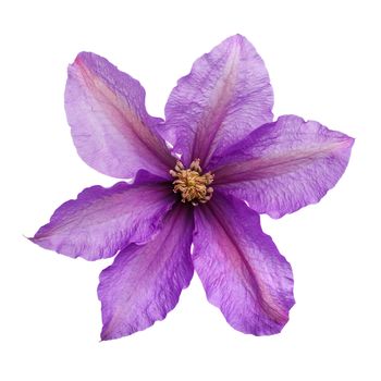 violet flower isolated on white background