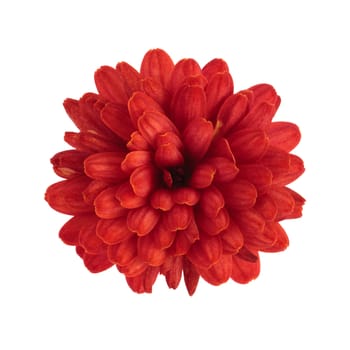 red chrysanthemum flower isolated on white background with clipping path