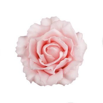 pink rose isolated on white background