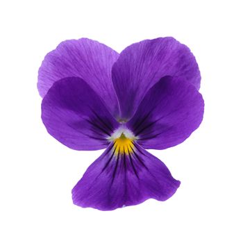 purple pansy flower isolated on white background