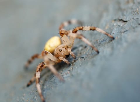 Spider in nature background