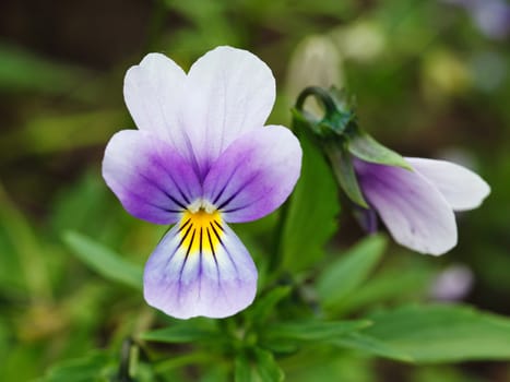 Purple pansy