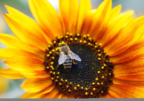 Sunflower With Bee 