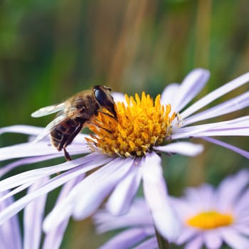 Bee on a daisy flower