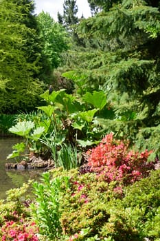 Corner of large english garden with wild Rhubarb