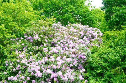 Cascade of rhododendrons in garden