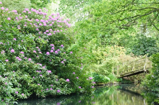 Wooden bridge and  rhododendron in garden