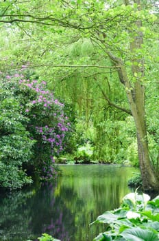 River in forest