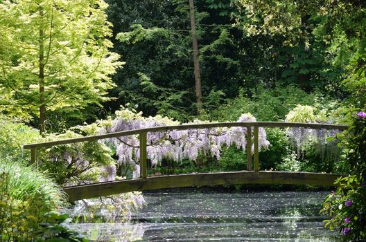 Wooden bridge over stream with wisteria 