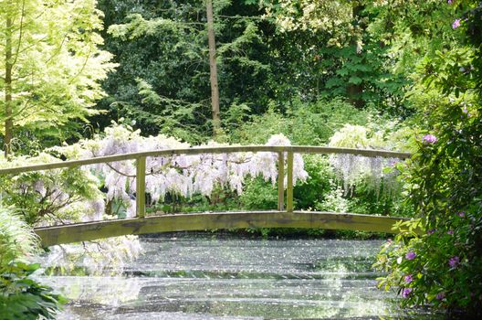 Curved Wooden bridge with wisteria hanging
