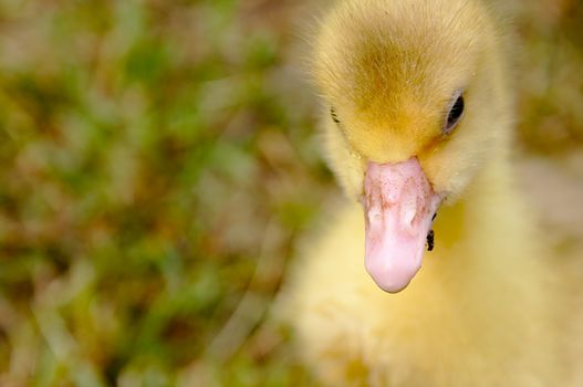 Young goose walking over the green meadow.