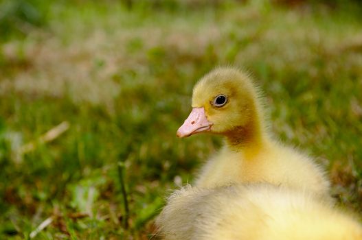 Young geese walking in a green meadow.