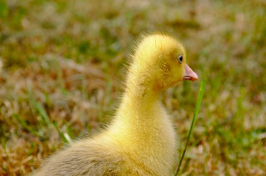 Young goose walking over the green meadow.