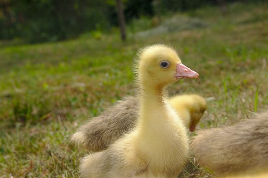 Young geese walking in a green meadow.