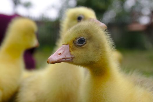 Young geese walking in a green meadow.