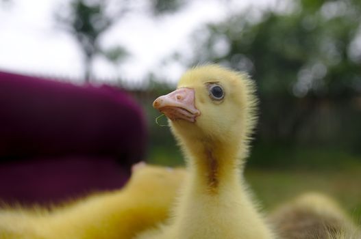 Young goose walking over the green meadow.