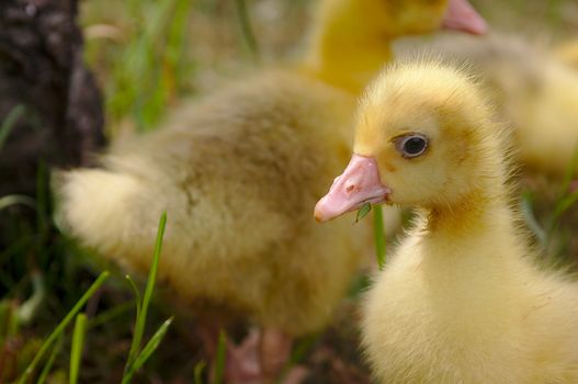 Young geese walking in a green meadow.