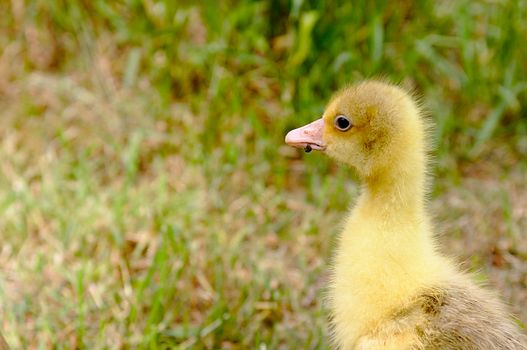 Young goose walking over the green meadow.