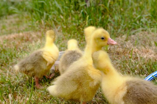 Young geese walking in a green meadow.