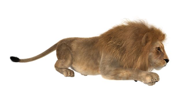 3D digital render of a male lion hunting isolated on white background