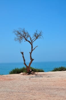 morocco taghazout dead tree near the atlantic beach