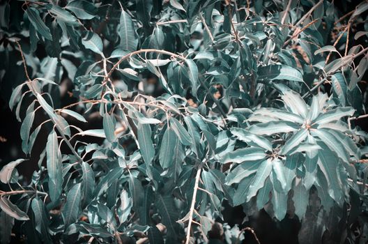 Background of mango tree leafs