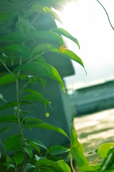 Close-Up Of green Tree