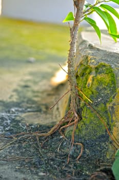 Close-Up Of green Tree