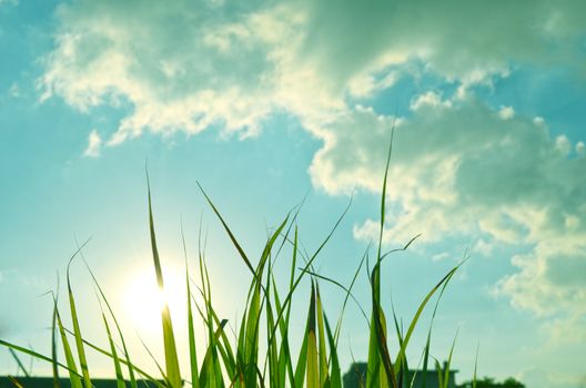 Autumn green grass over the sky