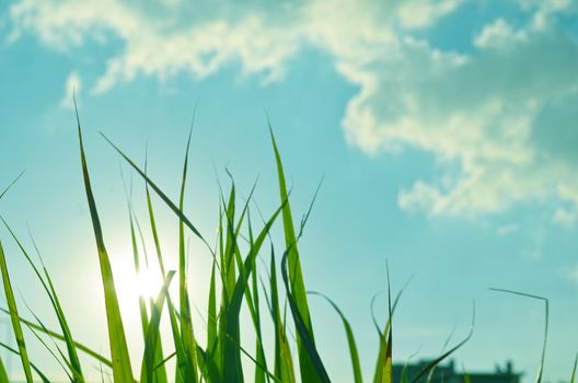 Autumn green grass over the sky