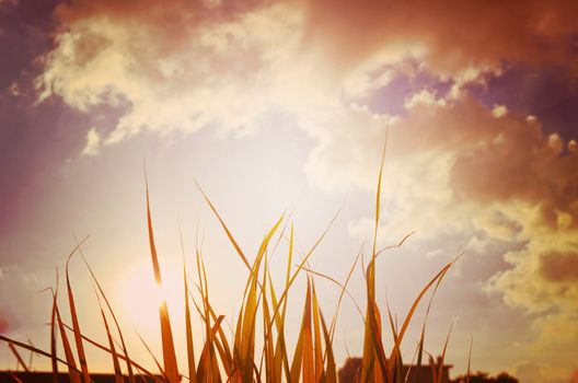 Autumn green grass over the sky