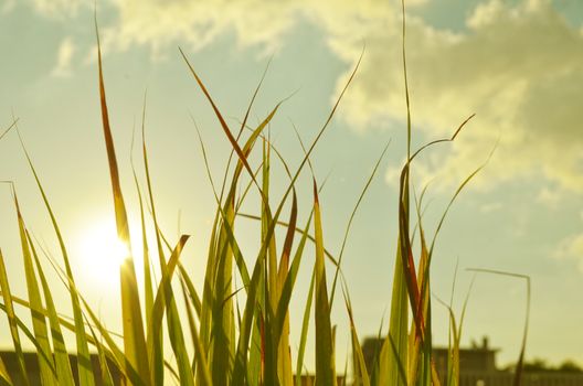 Autumn green grass over the sky