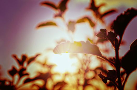 Natural Autumn tree on sky with sun