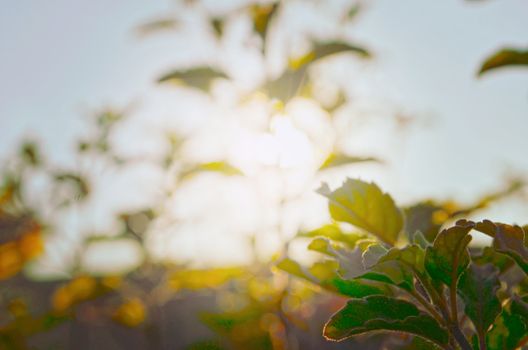 Natural Autumn tree on sky with sun