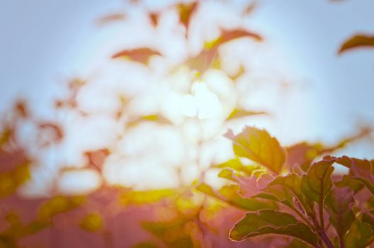 Natural Autumn tree on sky with sun