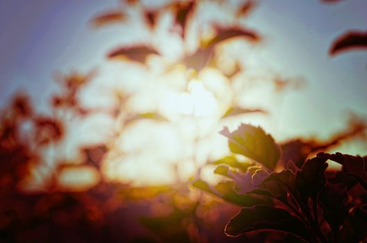 Natural Autumn tree on sky with sun