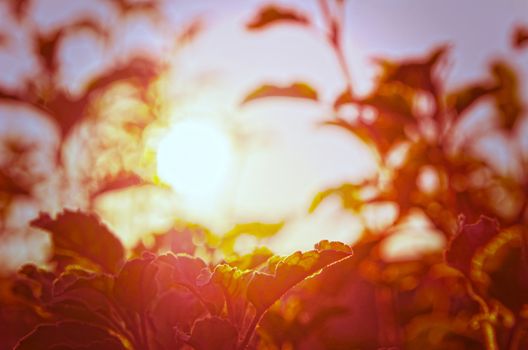 Natural Autumn tree on sky with sun