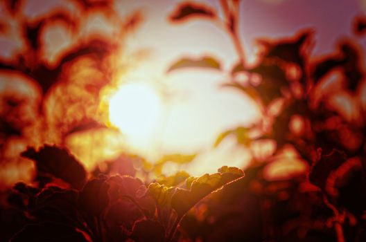 Natural Autumn tree on sky with sun