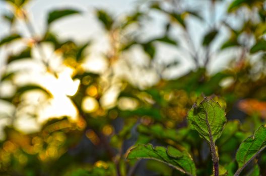 Natural Autumn tree on sky with sun