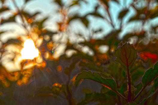 Natural Autumn tree on sky with sun