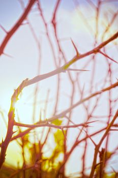 Autumn forest tree with sunset