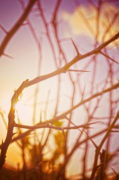 Autumn forest tree with sunset